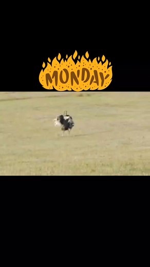 Ostrich Duel Erupts Over Dominance Two powerful ostriches clashed in a sudden burst of aggression, kicking up dust and flaring feathers. The cause? Competing for territory, mates, or simply asserting dominance. Their thunderous kicks and stretched necks created a dramatic scene, proof that even the world’s largest birds can be fierce when pride or passion is at stake. #animals #animalphotography #animalworld #animalkingdom #animalrescue #animalwelfare #animallover #animallife #birds #birdlife #b