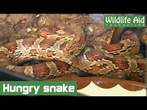 How to feed a Corn Snake