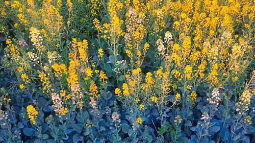 电话里面: “The number you have dialed is not in service. Please check the number and dial it again.（您好，您拨打的号码是空号，请核对后再拨）。” #美丽的油菜花 #春暖花开奔你而来 电话外面： “孩子，你为什么每天都说外语，妈听不懂，但是妈想你........”