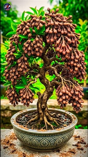 How to Grow a Clove Plant in a Pot 🌱 | Clove Plant Growth #bts #mha #mhacommunity #trending
