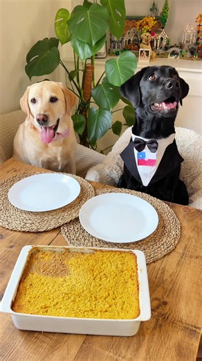 Epic Chicken Dinner Recipe — Big Enough to Share with Your Dog