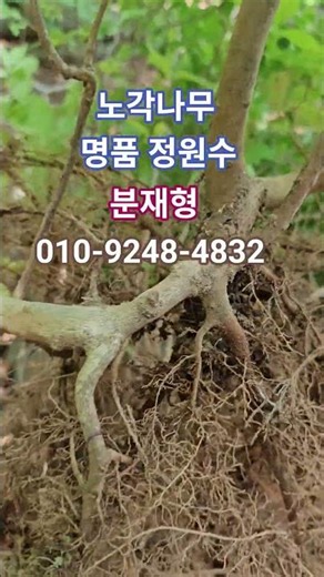 명품 노각나무 #노각나무꽃 #노각나무 #노각나무묘목 #노각나무정원수 #노각나무수액 #노각나무차