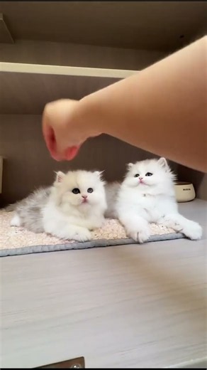 Sweetest tiny cats ever! #Shorts