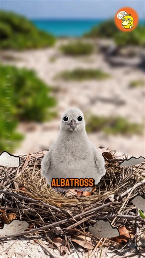 Why the First Step Is Deadliest for Albatross Chicks