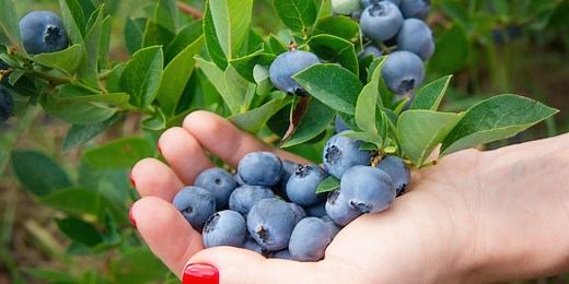 Why Are Blueberries So Big Right Now?