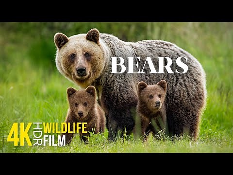 BEARS - Incredibly Powerful Animals in their Natural Habitat - 4K HDR Wildlife Video