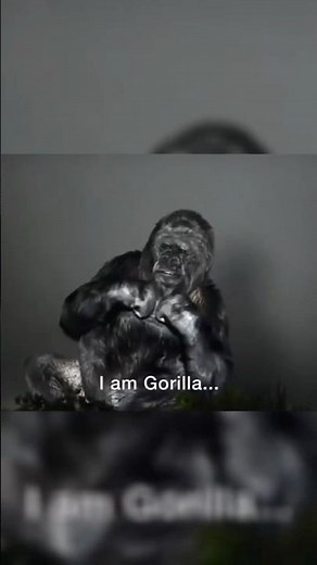 A Gorilla Learnt Sign Language and left this Message Before Dying😳… ‪@Speed_Mcqueen1‬ #shorts