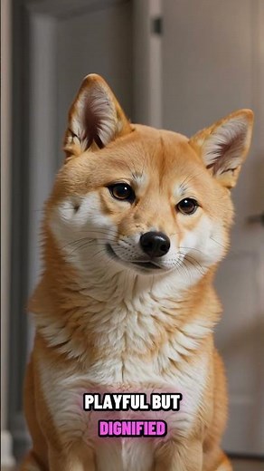 🐶 Meet the Shiba Inu — Japan's most iconic dog breed and the internet's favorite star!