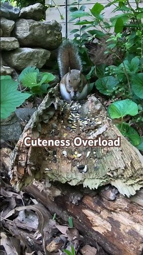 Cuteness overload of squirrel tv. Videos for cats to watch. #squirrelthoughts #squirrel #squirrels