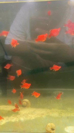 3 comments | 落 #fishkeeper #fishkeepinghobby #aquariumfish #aquariumhobby #balloonplaty #balloonmollyfish #balloonmolly # | Jmy Upyard Loft | Facebook