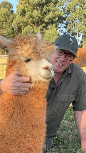 Look at how cute this alpaca is! She’s Magic really! 🤣🤩#alpaca #reelsvideoシ #fyp #fb #pets #ivancarter #animals #closeup #magic | Ivan Carter