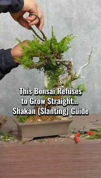This Bonsai Refuses to Grow Straight… Shakan (Slanting) Guide BonsaiArt #ShakanStyle #BonsaiDesign