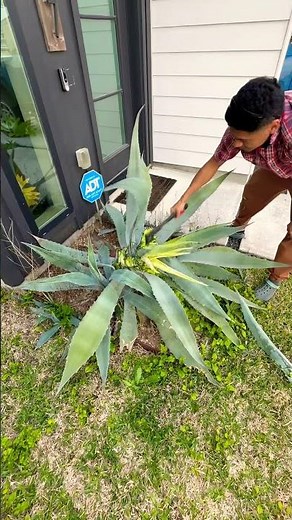 How To Remove Agave Plant #agave #sod #grass #parati #fyp #diy #agaveplant #howto
