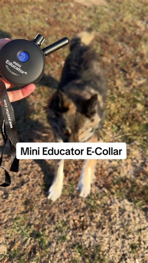 Why Mini Educator E-Collar is Essential for Your Dog