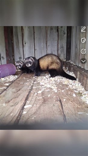 #ferretsoftiktok #eupolecat #polecat #workingferrets #blackferret