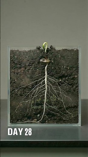 Sunflower Growth Timelapse | 90 Days From Seed to Bloom in 33 Seconds #timelapse #nature #seeds