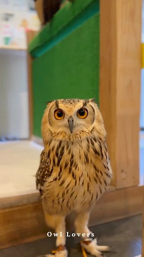 95K views · 7.2K reactions | So Sweet owl 黎朗 #owl | Owl Lovers | Facebook