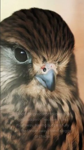 Killdeer’s Clever Trick: Faking Injury to Protect Its Nest