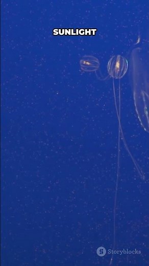 What Is The Deepest Place In The Ocean? 🌊