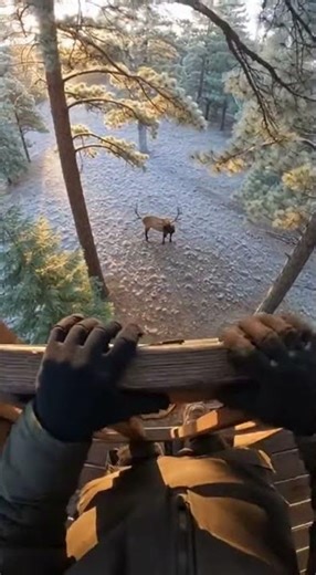 Wrong Gun For Elk Hunting