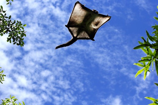 L'écureuil volant, un rongeur équipé d’un wingsuit naturel