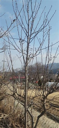 배나무 수형만들기