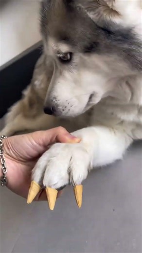 My Dog's New Stylish Manicure: Pawsitively Fun