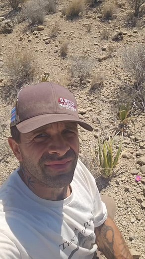 Joey Santore on Instagram: "Living Rock Cactus - Ariocarpus fissuratus. The thick cuticle on this species helps protect it from the dry air and heat, helps protect it from the intense UV of this mostly barren rocky landscape, and also helps it look like a rock so that it blends in with the grey and white limestone geology in which it grows. This species - and most of the 8 or 9 species of Ariocarpus - can only ever be found occurring on limestone or closely affiliated calcareous (calcium carbona