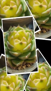 #WhiteChanel #LimYoungWoong #polaroid #healing #korea succulent plants #succulents #多肉植物 #普及種 #ve...