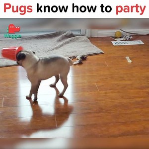 7.3K views · 298 reactions | Pug chug! Pug chug! | Waggle | Facebook