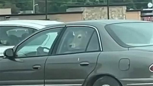 Cow spotted in back seat of car at McDonald's drive thru