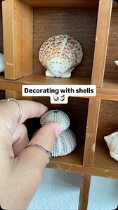 197K views · 119K reactions | This song fit too perfectly to not use it lol. Love these ocean treasures so much﫶 All shells were ethically collected by me in Florida. I never take anything alive or occupied! #seashells #beachfinds #shelldecor | Let's Go Shelling | Facebook