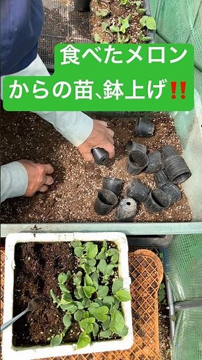 食べたマスクメロンの種からの苗作り！ #家庭菜園 #農業初心者 #農業 #マスクメロン栽培