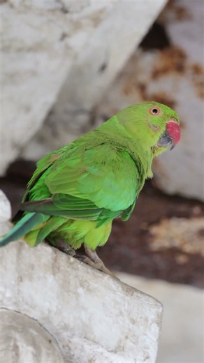 Parakeet Watching the World from an Old Heritage Pillar 🦜 | Bird Chirping #parrot