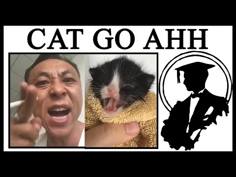Why Is This Man Yelling At A Kitten?
