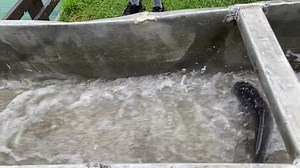 1.7K views · 35 reactions | Catfish are jumping, that paddle wheel thumping, black water keeps rolling on past just the same! Catfish are ready to hit this weekend. Just moved in to our 2 fishing ponds for Catfish. | Spring Valley Trout Farm | Facebook