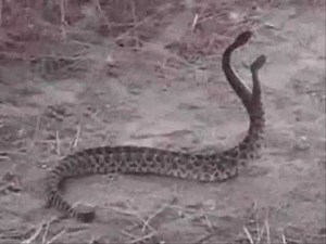 Captain Beefheart - Zig Zag Wanderer