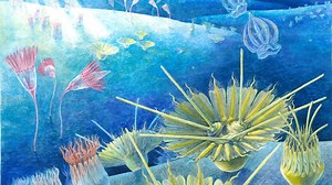 18-Tentacled Sea Creature From 500 Million Years Ago Evolved Into Animal Still Drifting Today’s Oceans