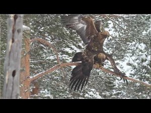 Golden eagles mating