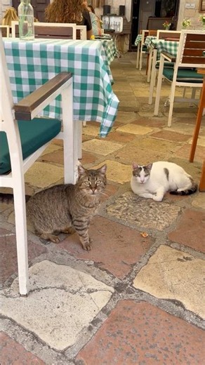 #cat #kotor