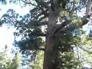 Sequoia Tree