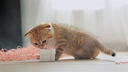 4922644_Kitten_Cat_3840x2160