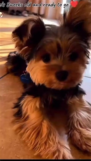 8 weeks old yorkie pups are good for adoption Yorkie mom 32 #yokiepuppy #yorkiemom #yorkiesoftiktok #yokies #yorkielover #yorkie #fyp?)