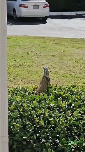 Quick close-up Iguana Shots
