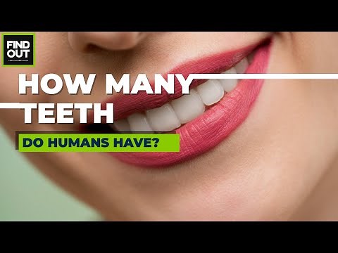 How many teeth do humans have
