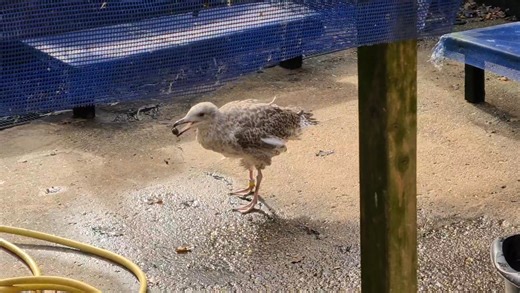 " I may be tatty, but I can still have fun at Bird Aid" 🙂 | Bird Aid