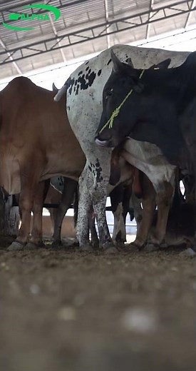 Benefits of Cow Dunk on floor