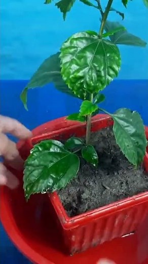 This method of growing a hibiscus plant with cuttings#Shorts