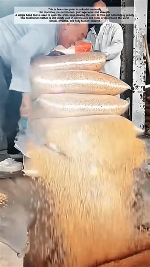 Manual Corn Unloading Process – Simple Tool, Heavy Work! #shorts