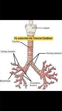 Bronchi And Bronchioles